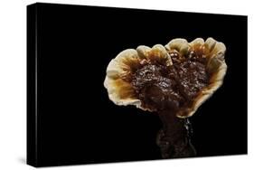 Ganoderma Lucidum (Reishi Mushroom, Lingzhi Mushroom, Lacquered Bracket)-Paul Starosta-Stretched Canvas
