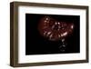 Ganoderma Lucidum (Reishi Mushroom, Lingzhi Mushroom, Lacquered Bracket)-Paul Starosta-Framed Photographic Print