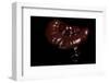 Ganoderma Lucidum (Reishi Mushroom, Lingzhi Mushroom, Lacquered Bracket)-Paul Starosta-Framed Photographic Print