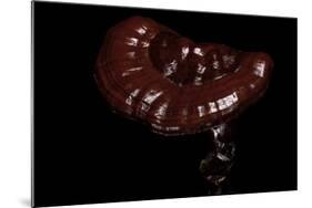 Ganoderma Lucidum (Reishi Mushroom, Lingzhi Mushroom, Lacquered Bracket)-Paul Starosta-Mounted Photographic Print