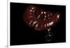 Ganoderma Lucidum (Reishi Mushroom, Lingzhi Mushroom, Lacquered Bracket)-Paul Starosta-Framed Photographic Print