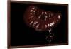 Ganoderma Lucidum (Reishi Mushroom, Lingzhi Mushroom, Lacquered Bracket)-Paul Starosta-Framed Photographic Print