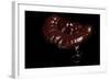 Ganoderma Lucidum (Reishi Mushroom, Lingzhi Mushroom, Lacquered Bracket)-Paul Starosta-Framed Photographic Print