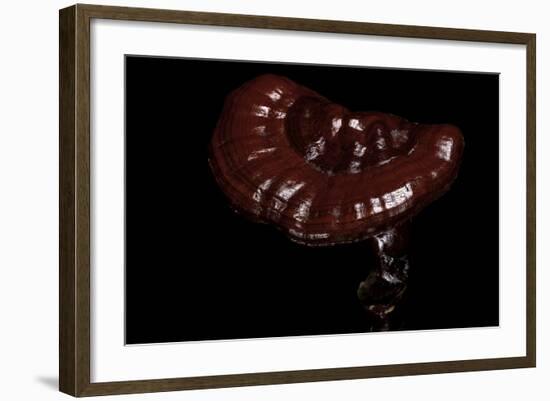 Ganoderma Lucidum (Reishi Mushroom, Lingzhi Mushroom, Lacquered Bracket)-Paul Starosta-Framed Photographic Print