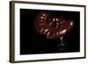 Ganoderma Lucidum (Reishi Mushroom, Lingzhi Mushroom, Lacquered Bracket)-Paul Starosta-Framed Photographic Print