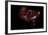 Ganoderma Lucidum (Reishi Mushroom, Lingzhi Mushroom, Lacquered Bracket)-Paul Starosta-Framed Photographic Print