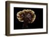 Ganoderma Lucidum (Reishi Mushroom, Lingzhi Mushroom, Lacquered Bracket)-Paul Starosta-Framed Photographic Print