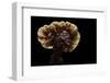 Ganoderma Lucidum (Reishi Mushroom, Lingzhi Mushroom, Lacquered Bracket)-Paul Starosta-Framed Photographic Print