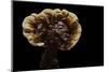 Ganoderma Lucidum (Reishi Mushroom, Lingzhi Mushroom, Lacquered Bracket)-Paul Starosta-Mounted Photographic Print