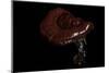 Ganoderma Lucidum (Reishi Mushroom, Lingzhi Mushroom, Lacquered Bracket)-Paul Starosta-Mounted Photographic Print