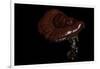 Ganoderma Lucidum (Reishi Mushroom, Lingzhi Mushroom, Lacquered Bracket)-Paul Starosta-Framed Photographic Print