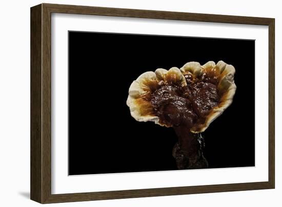 Ganoderma Lucidum (Reishi Mushroom, Lingzhi Mushroom, Lacquered Bracket)-Paul Starosta-Framed Photographic Print