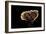 Ganoderma Lucidum (Reishi Mushroom, Lingzhi Mushroom, Lacquered Bracket)-Paul Starosta-Framed Photographic Print