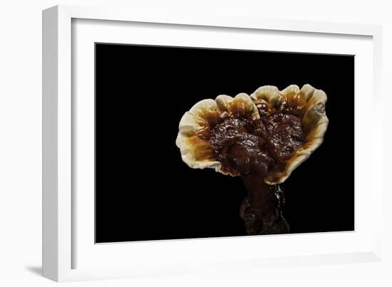 Ganoderma Lucidum (Reishi Mushroom, Lingzhi Mushroom, Lacquered Bracket)-Paul Starosta-Framed Photographic Print