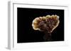 Ganoderma Lucidum (Reishi Mushroom, Lingzhi Mushroom, Lacquered Bracket)-Paul Starosta-Framed Photographic Print