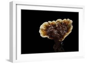 Ganoderma Lucidum (Reishi Mushroom, Lingzhi Mushroom, Lacquered Bracket)-Paul Starosta-Framed Photographic Print