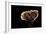 Ganoderma Lucidum (Reishi Mushroom, Lingzhi Mushroom, Lacquered Bracket)-Paul Starosta-Framed Photographic Print