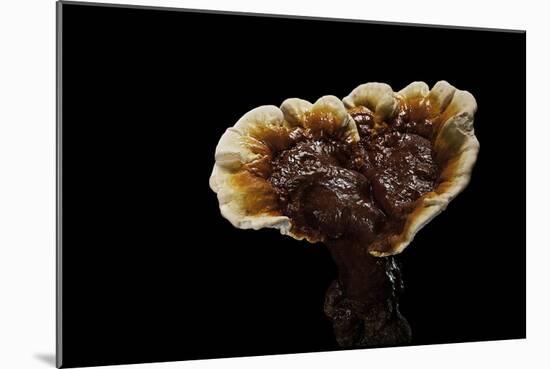 Ganoderma Lucidum (Reishi Mushroom, Lingzhi Mushroom, Lacquered Bracket)-Paul Starosta-Mounted Photographic Print