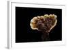 Ganoderma Lucidum (Reishi Mushroom, Lingzhi Mushroom, Lacquered Bracket)-Paul Starosta-Framed Photographic Print