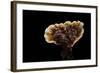 Ganoderma Lucidum (Reishi Mushroom, Lingzhi Mushroom, Lacquered Bracket)-Paul Starosta-Framed Photographic Print