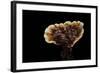 Ganoderma Lucidum (Reishi Mushroom, Lingzhi Mushroom, Lacquered Bracket)-Paul Starosta-Framed Photographic Print