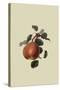 Gansel's Bergamot Pear-William Hooker-Stretched Canvas