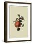 Gansel's Bergamot Pear-William Hooker-Framed Art Print