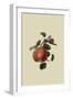 Gansel's Bergamot Pear-William Hooker-Framed Art Print