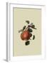Gansel's Bergamot Pear-William Hooker-Framed Art Print