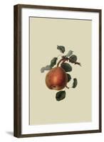 Gansel's Bergamot Pear-William Hooker-Framed Art Print