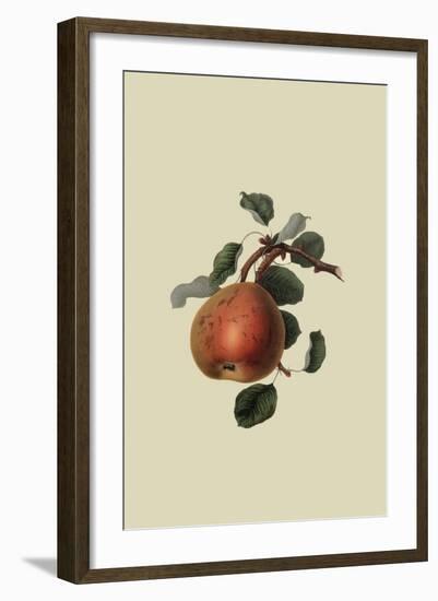 Gansel's Bergamot Pear-William Hooker-Framed Art Print