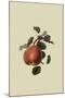 Gansel's Bergamot Pear-William Hooker-Mounted Art Print