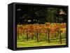 Gapstead Vineyard, near Bright, Victoria, Australia-David Wall-Framed Stretched Canvas