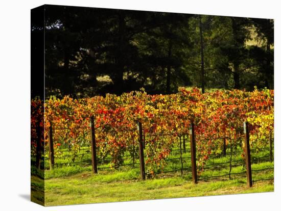 Gapstead Vineyard, near Bright, Victoria, Australia-David Wall-Stretched Canvas