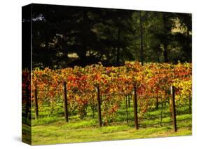 Gapstead Vineyard, near Bright, Victoria, Australia-David Wall-Stretched Canvas