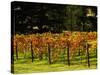 Gapstead Vineyard, near Bright, Victoria, Australia-David Wall-Stretched Canvas