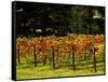 Gapstead Vineyard, near Bright, Victoria, Australia-David Wall-Framed Stretched Canvas