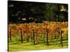 Gapstead Vineyard, near Bright, Victoria, Australia-David Wall-Stretched Canvas