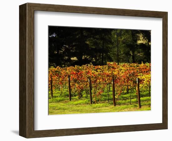 Gapstead Vineyard, near Bright, Victoria, Australia-David Wall-Framed Photographic Print