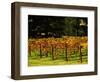 Gapstead Vineyard, near Bright, Victoria, Australia-David Wall-Framed Photographic Print