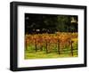 Gapstead Vineyard, near Bright, Victoria, Australia-David Wall-Framed Photographic Print