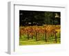 Gapstead Vineyard, near Bright, Victoria, Australia-David Wall-Framed Photographic Print