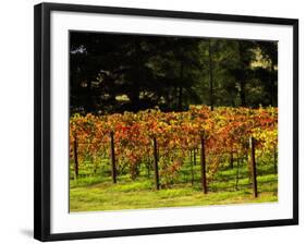 Gapstead Vineyard, near Bright, Victoria, Australia-David Wall-Framed Photographic Print