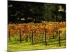 Gapstead Vineyard, near Bright, Victoria, Australia-David Wall-Mounted Photographic Print