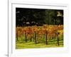 Gapstead Vineyard, near Bright, Victoria, Australia-David Wall-Framed Photographic Print