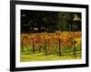 Gapstead Vineyard, near Bright, Victoria, Australia-David Wall-Framed Photographic Print