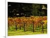 Gapstead Vineyard, near Bright, Victoria, Australia-David Wall-Framed Photographic Print