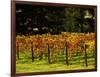 Gapstead Vineyard, near Bright, Victoria, Australia-David Wall-Framed Photographic Print