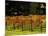 Gapstead Vineyard, near Bright, Victoria, Australia-David Wall-Mounted Photographic Print