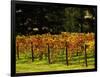 Gapstead Vineyard, near Bright, Victoria, Australia-David Wall-Framed Photographic Print